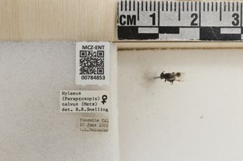Media type: image;   Entomology 784853 Aspect: labels